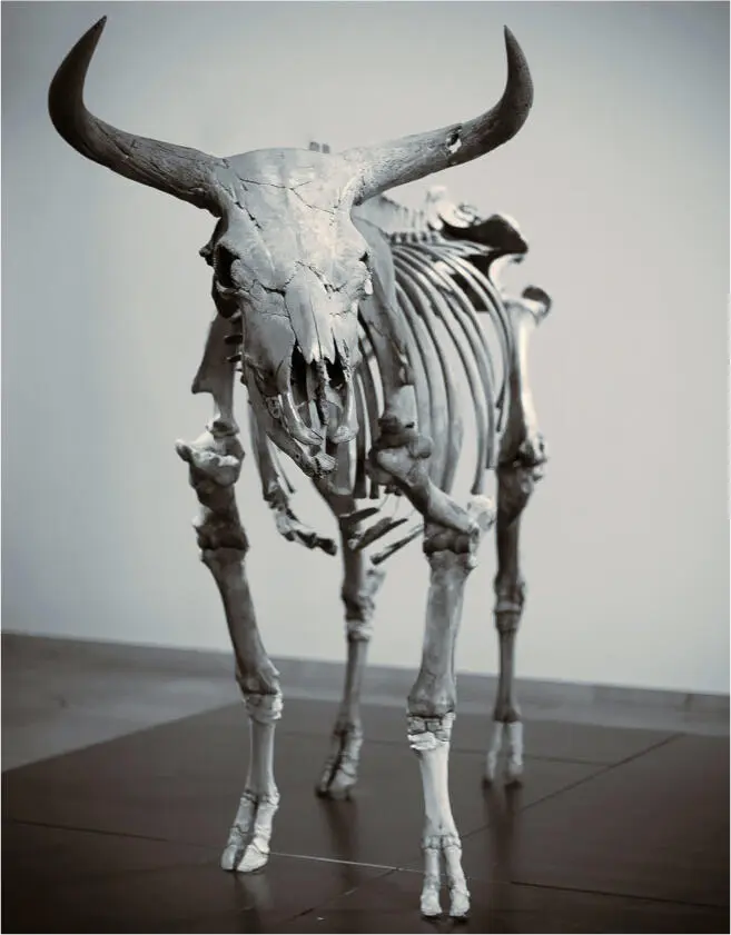 Figura 3Esqueleto de uro Bos primigenius mamífero de la familia de los - фото 6
