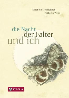 Elisabeth Steinkellner die Nacht, der Falter und ich обложка книги