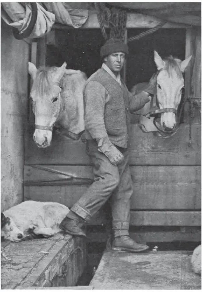 Captain Oates und die Ponys auf der Terra Nova Iain Lawrence WINTERPONY Aus - фото 1