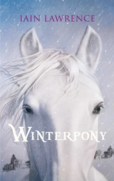 Iain Lawrence Winterpony обложка книги