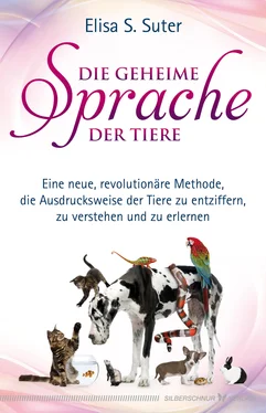 Elisa S. Suter Die geheime Sprache der Tiere обложка книги
