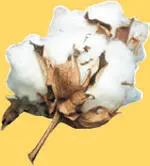 GROW YOUR OWN COTTON PLANT Place a cotton seed in water overnight mix some - фото 5