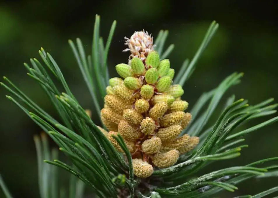 Männliche Kiefernblüte Abb 1 Quelle pixabaycom Pine Pollen dt - фото 2