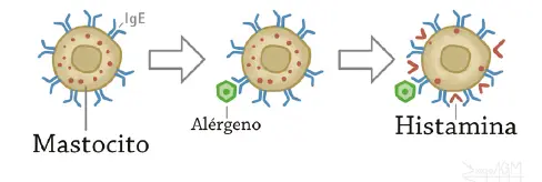 Figura 1 Reconocimiento inmunitario Fuente elaboración propia La histamina es - фото 3