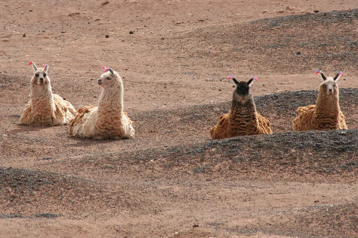 Das ist ein fremdes Lama ohne Namen es gehört nicht zu unserer Herde denn - фото 7