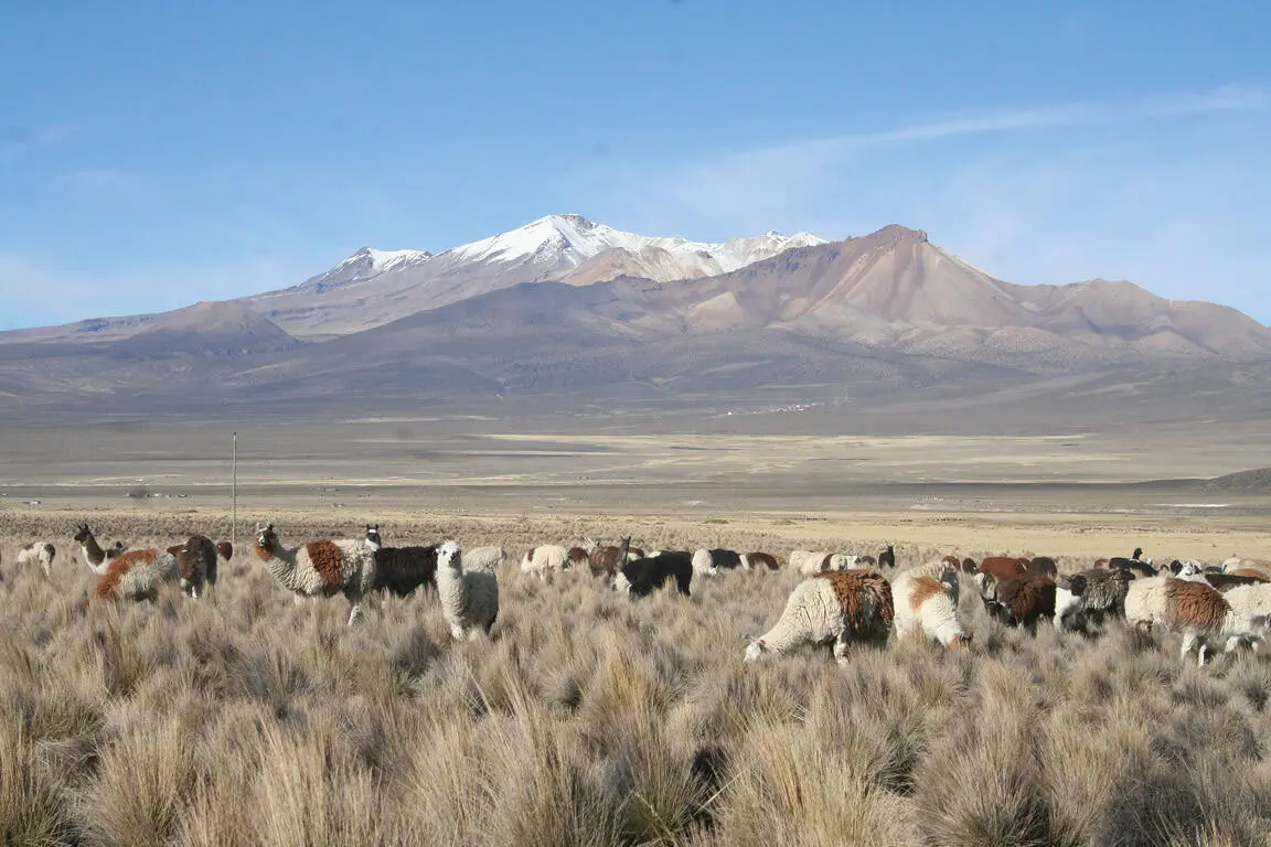 Das sind die Pferche unserer Lamas hier wohnen sie wenn sie nicht in der - фото 5