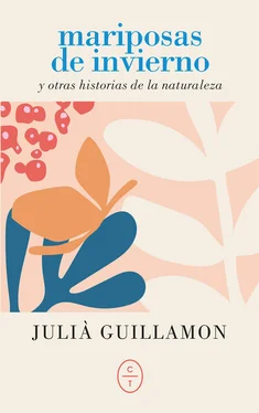 Julià Guillamon Mariposas de invierno обложка книги