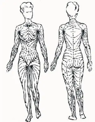 Abb 5Lymphdrainage Die Pfeile zeigen die Streichrichtung an Конец - фото 6