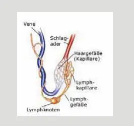 Abb4 In den Lymphknotenwird ein Teil der Lymphozyten gebildet die im - фото 5