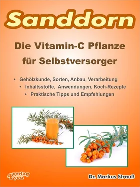 Markus Strauß Sanddorn. Die Vitamin-C Pflanze für Selbstversorger. обложка книги