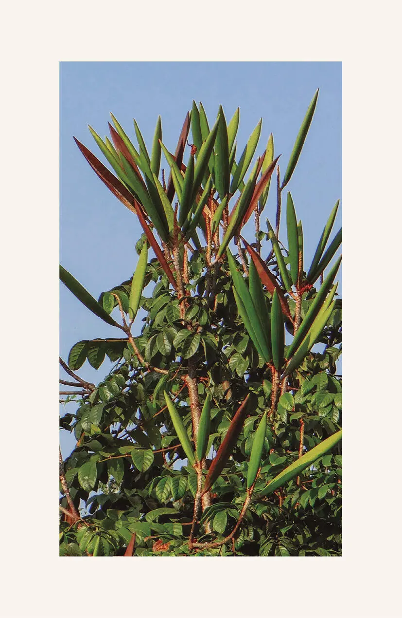 Y cómo se llamaba el árbol Cuál era su género y su especie Ni idea Jamás - фото 4