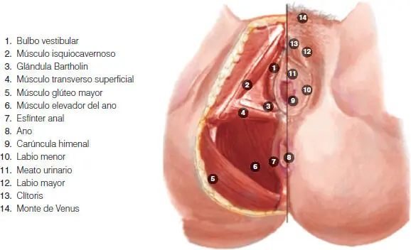 Inervación de la pelvis Las estructuras de la pelvis reciben inervación tanto - фото 35