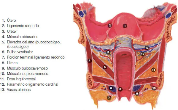 Desde el punto de vista histológico del cuello uterino es importante señalar - фото 31
