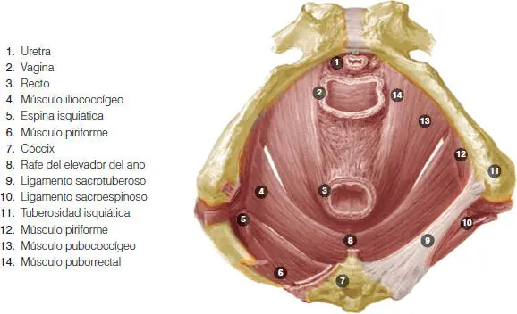 Figura 128Anatomía de los genitales externos y del periné Inervación de la - фото 34
