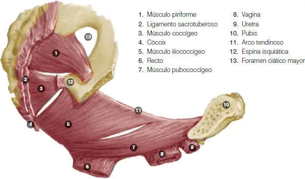 Figura 127Anatomía del diafragma pélvico vista inferior Figura - фото 33