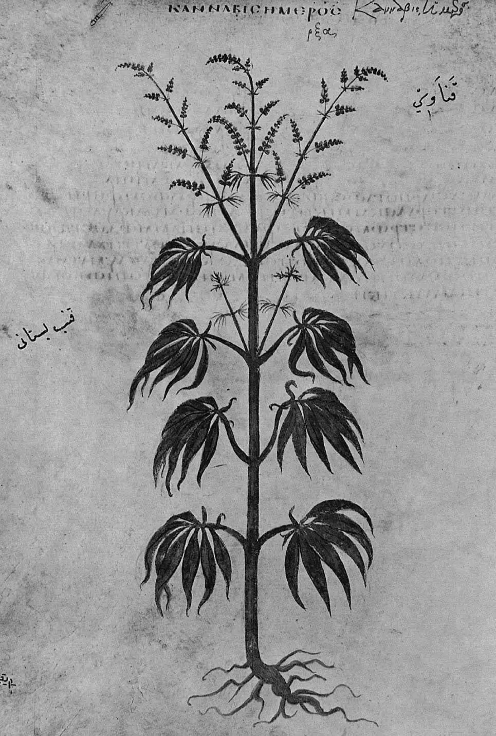 Abb 1 Die erste bekannte Abbildung von Cannabis Aus dem Codex - фото 3