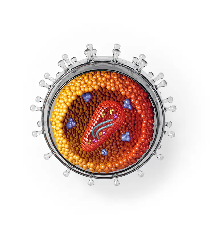 Das AIDSVirus HIV1 in modellhafter Darstellung Das Erbgut in seinem Inneren - фото 1