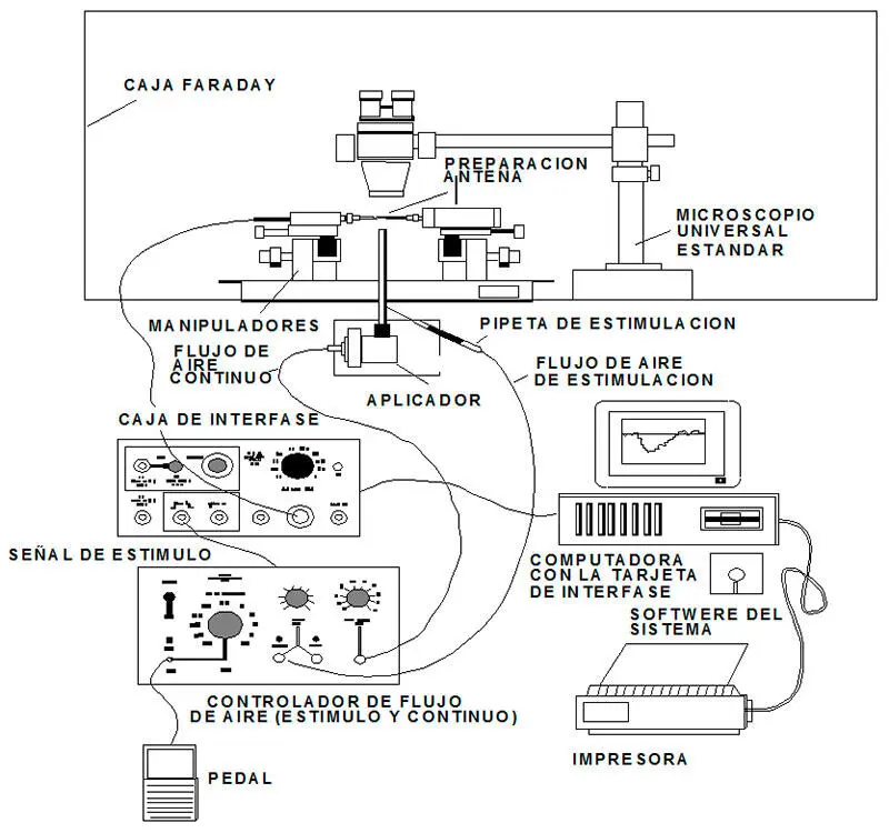 Figura 5Esquema de la técnica electroantenografia EAG Tomada de Syntech - фото 5
