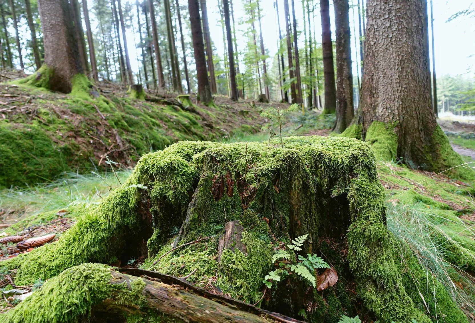Mit dem Eintauchen in den Kobernaußerwald kommt etwas Ruhe in mein Gehen - фото 5