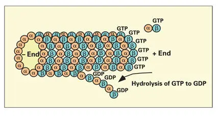 Fig 317Hydrolysis of guanosine triphosphate GTP to guanosine diphosphate - фото 75