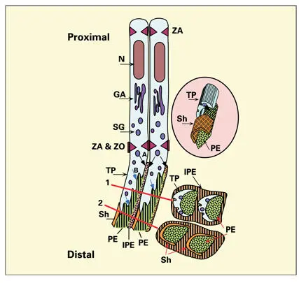 Fig 33Secretory ameloblasts A zonula adherens ZA junction binds adjacent - фото 58