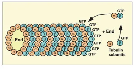 Fig 316Microtubule assembly by parallel association of tubulin protofilaments - фото 74