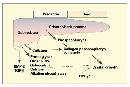 Fig 24Interaction of odontoblast secretory products in predentin dentin and - фото 35