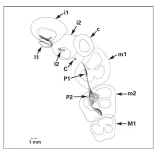 Fig 122Developing primary teeth and the primordia of the permanent teeth in a - фото 28