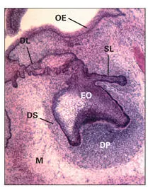 Fig 12Histologic section of a developing tooth at early bell stage DL - фото 6