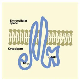 Fig 312Gap junction connexin protein from mammalian liver cells The amino and - фото 70