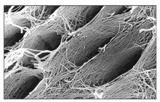 Fig 26aScanning electron microscopic view of the surface of predentin after - фото 40
