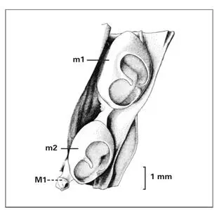 Fig 123Mandibular molar region in a 159mm fetus at 20 weeks old depicting - фото 29