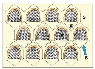 Fig 35Crosssectional arrangement of the prisms in human enamel The position - фото 60