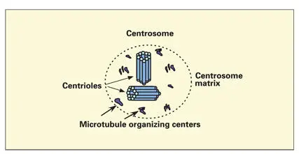 Fig 318Microtubule organizing centers Numerous microtubule organizing centers - фото 76