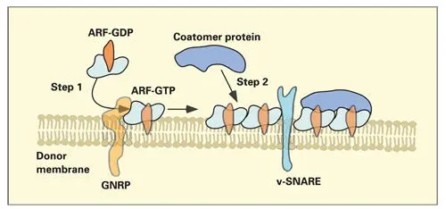 Fig 213Formation of a coatomercoated membrane The first step involves the - фото 51