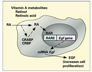 Fig 113aCellular action Retinoic acid RA the major active metabolite of - фото 18
