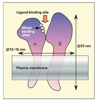Fig 118Integrintype receptors The α and β integrin transmembrane proteins - фото 24