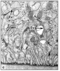 Fig 310cRuffled border RB and endocytosis vesicles Ev at higher - фото 68