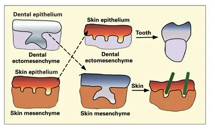 Fig 110Inductive action of mesenchyme on epithelial differentiation Organ - фото 15