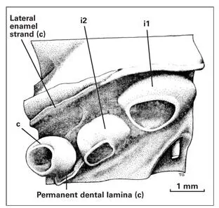 Fig 124Epithelial portion of the anterior tooth germs and adjacent structures - фото 30