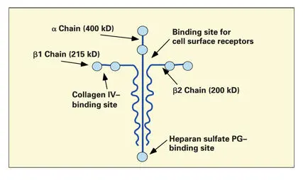 Fig 121Structure of the laminin molecule Immunocytochemical studies reveal - фото 27
