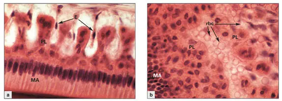 Figs 38a and 38bPapillary layer PL cells situated between the capillaries - фото 64