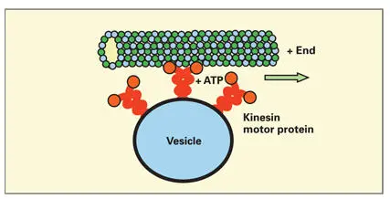 Fig 320Association of kinesin motor protein to a microtubule and the limiting - фото 78