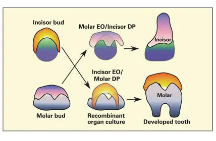 Fig 19Control of tooth shape by the dental papilla DP Dissociation of the - фото 14