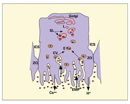Fig 311Proposed pathway of enamel protein EMP reabsorption and digestion by - фото 69