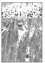 Fig 25dAt 2 hours most of the radioactivity is now in the predentin Fig - фото 39
