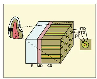 Fig 21Components of dentin The outermost layer of dentin is the mantle dentin - фото 32