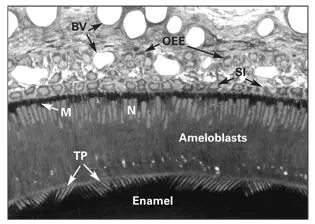 Fig 31Secretory ameloblasts of the rat incisor tooth In the secretory stage - фото 56