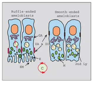 Fig 39Maturation ameloblast phenotypes Ruffleended and smoothended - фото 65