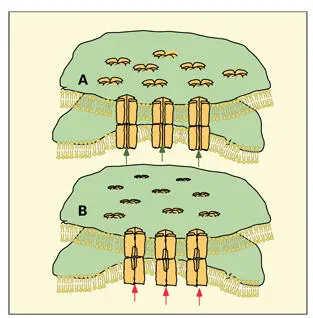 Fig 313Gap junction in the A coupled and B uncoupled states showing the - фото 71